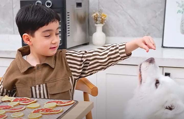 Septree 2023 Deshidratador de alimentos mejorado 